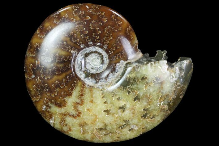 Polished, Agatized Ammonite (Cleoniceras) - Madagascar #97333